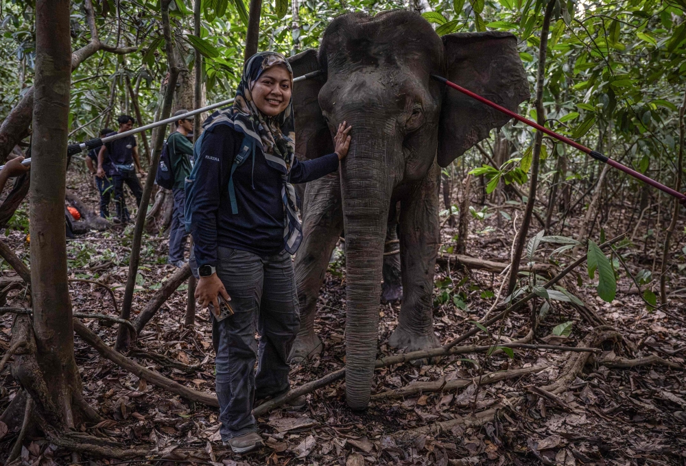 Malaysia’s ‘elephant whisperer’ leads push to save Sabah’s endangered Bornean elephants