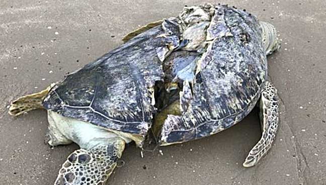 Sea turtle with sliced shell found dead on Singapore beach