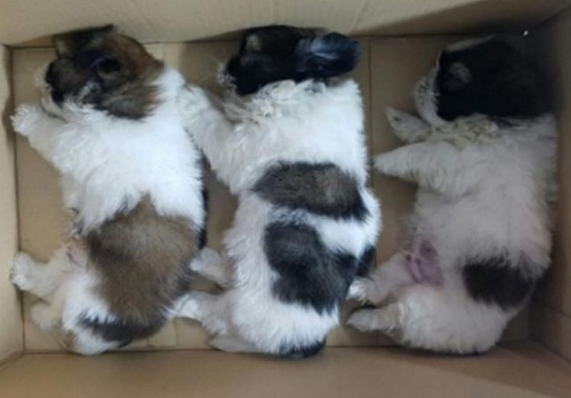 Man Arrested for Trying to Smuggle 11 Puppies From Malaysia to Singapore