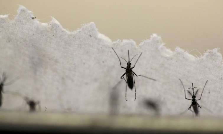 Johor monitors Zika situation in Singapore
