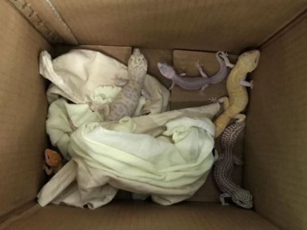 2 Singaporeans caught attempting to smuggle live leopard geckos from Malaysia