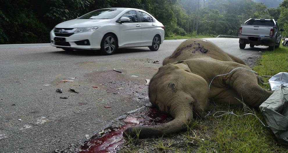 Baby elephant killed on Malaysian highway