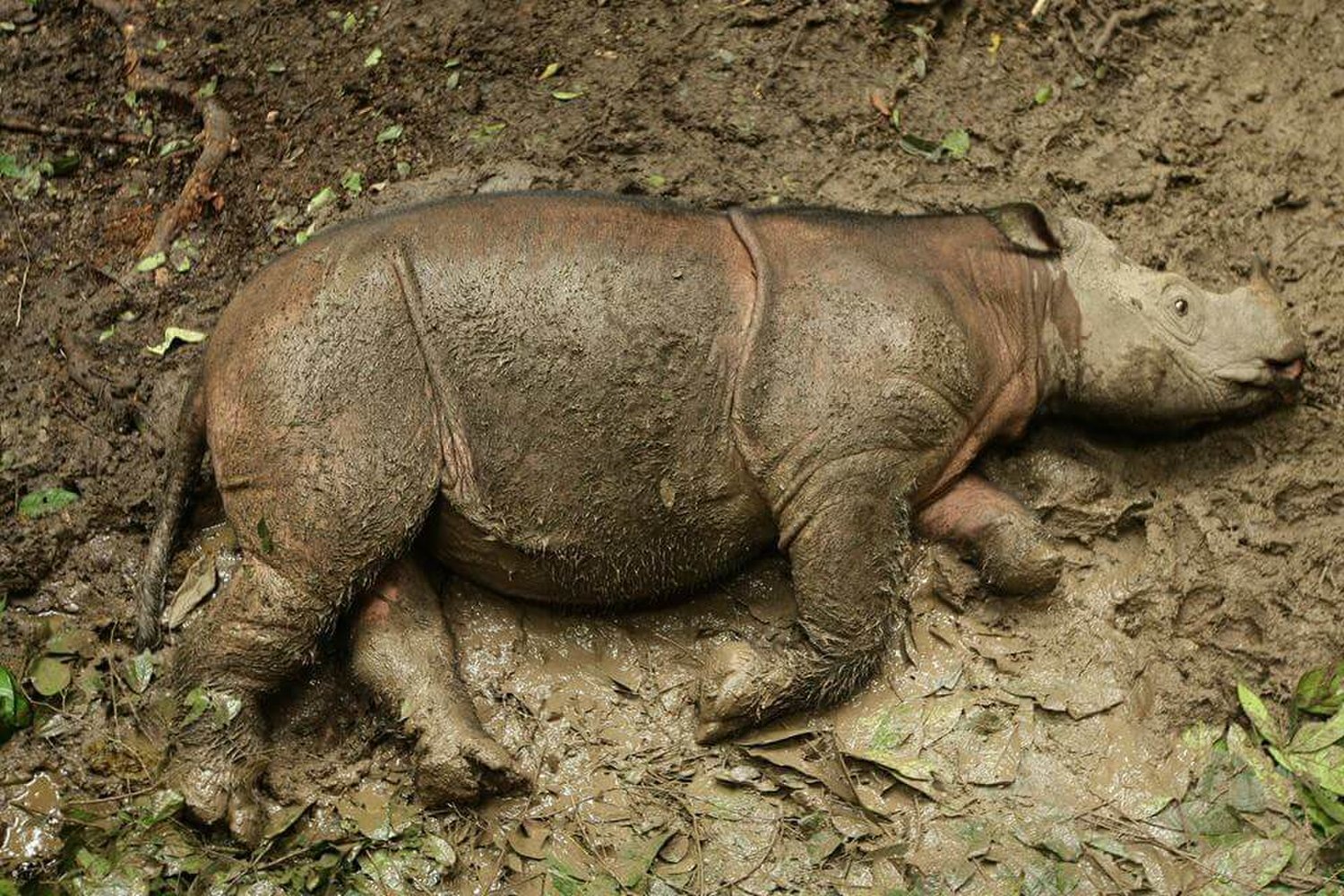 One of Malaysia’s Last Sumatran Rhinos Dies