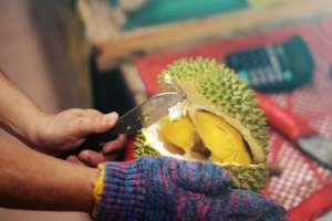 Thorny times for durian orchards in Malaysia, SE Asia News & Top Stories