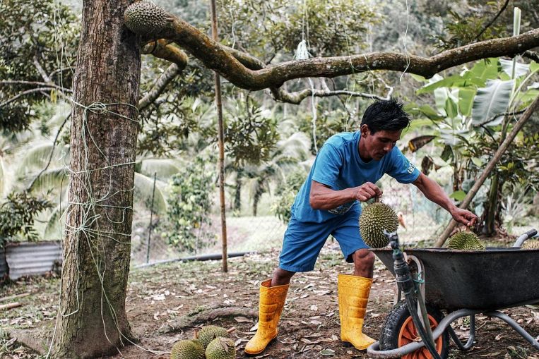 Malaysia could soon export fresh Musang King durians to China