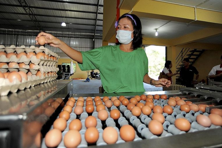 Egg prices soar as Malaysia looks to limit exports