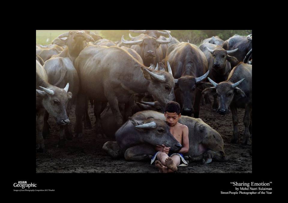 This photo of a Malaysian boy sharing a moment with his buffalo won a contest