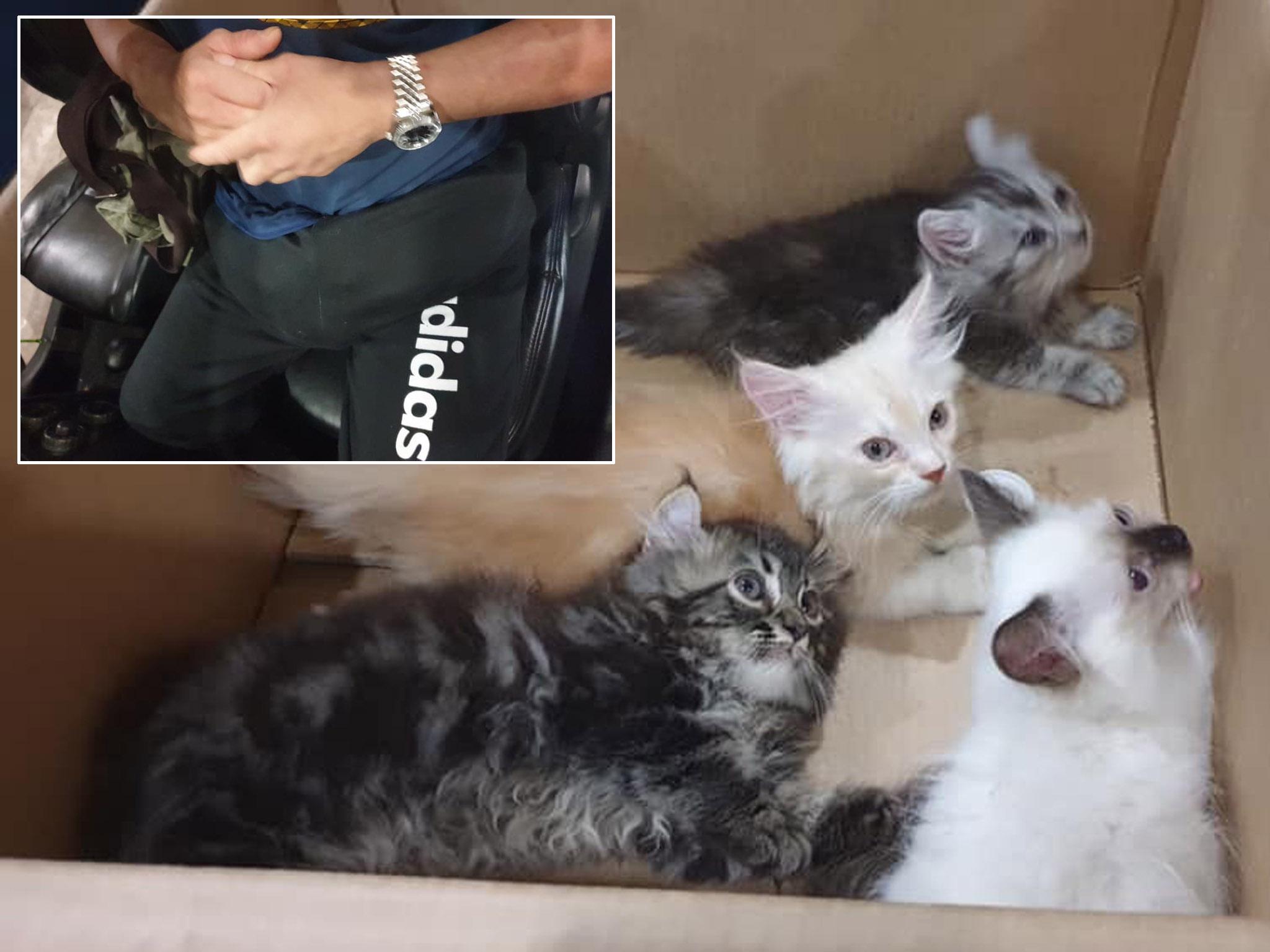 Man arrested with four live kittens hidden in his trousers in Singapore