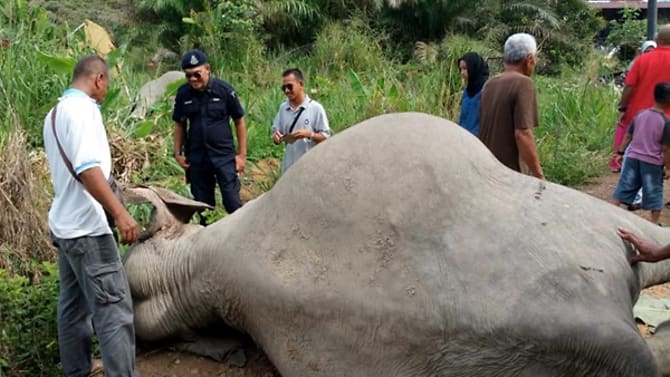 Three elephants found poisoned in Malaysia’s Johor