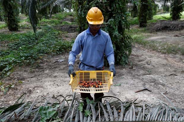 Malaysian palm oil price up on expectation of better export data