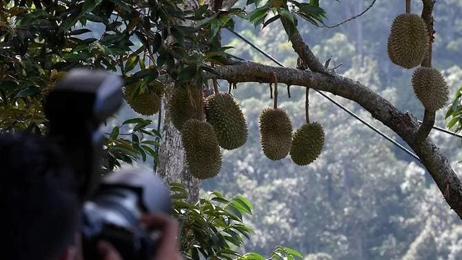 Winds of change in Malaysia’s durian industry as COVID-19 pushes sellers online