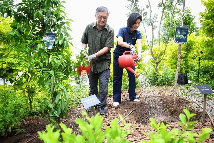 ‘Hawker centre’ for butterflies: Sentosa’s new green corridor to grow native biodiversity