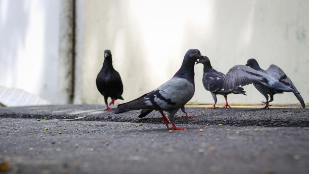 Pigeon feeding: NParks took enforcement action against more than 400 cases in last 3 years