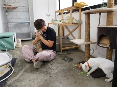 Already burnt out, Singapore’s cat rescuers mull quitting after spike in abandonment cases, uncertainty over new regulations