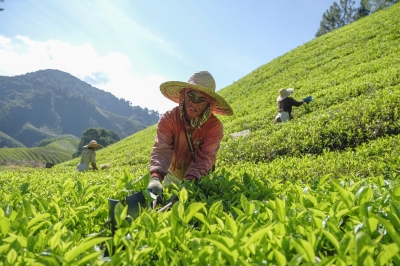 Malaysia’s first highlands tea garden and largest tea producer Boh turns 95