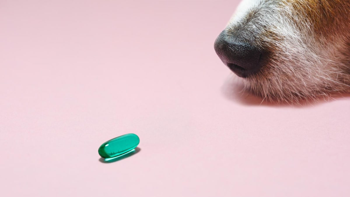 Why Singapore vets are prescribing psychiatric meds to pets