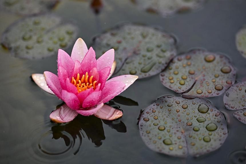 From Giverny to Singapore: Monet’s water lilies bloom at Gardens by the Bay