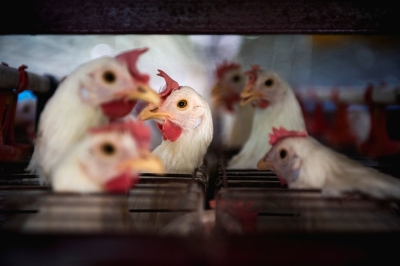 Inside Singapore’s egg farms: Full-body showers, disinfectant foot-dip help protect hens from bird flu in Singapore