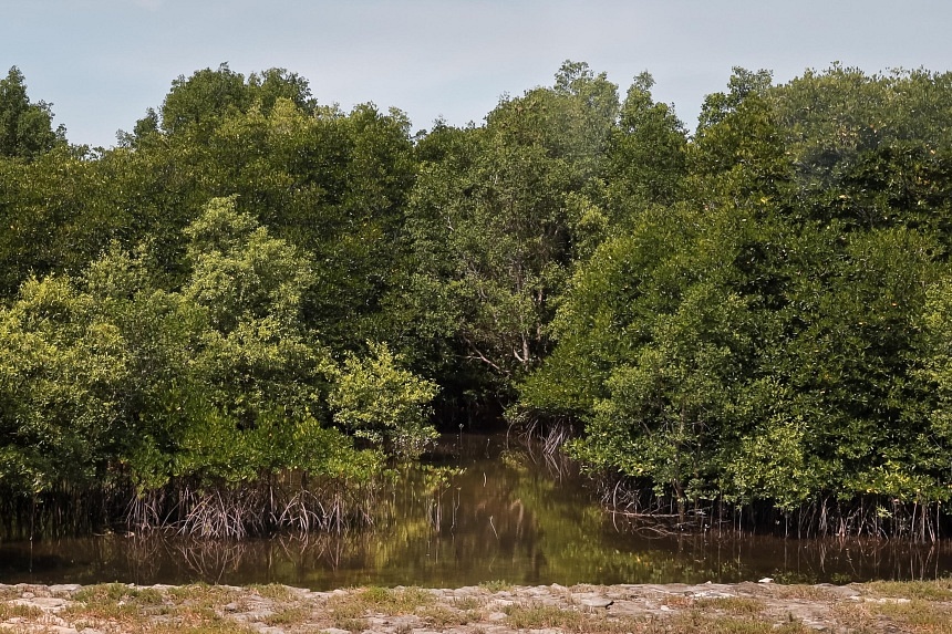 Planted mangroves fall short in carbon storage compared with natural mangrove forests: Study