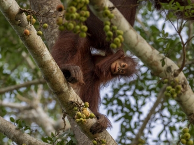 Reforestation of Bukit Piton Forest Reserve helps orangutans build new homes in Sabah