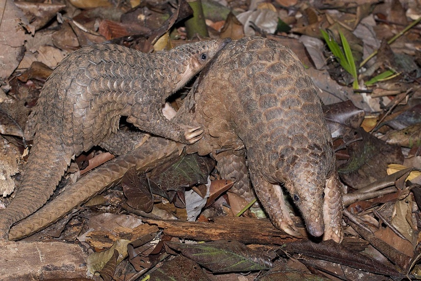 More Sunda pangolins venturing out of S’pore forests, but many wind up dead or in need of rescue