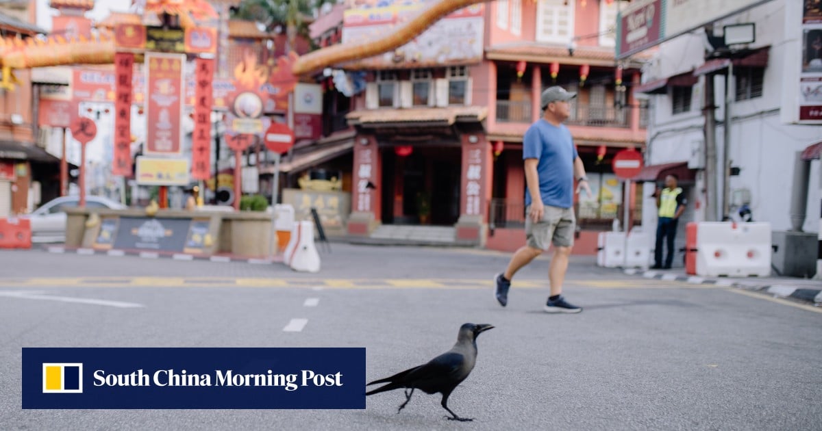 Malaysia resort halts shotgun crow cull after complaints