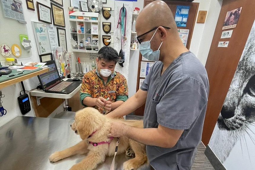 Rising cost of vet medicine in S’pore: How much do you need to have a pet?