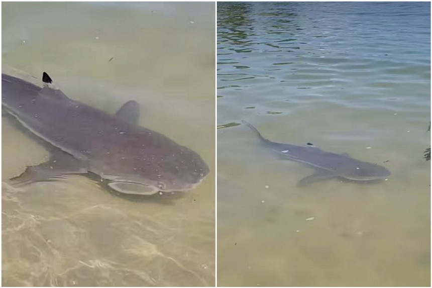 Shark sighting at Sentosa’s Palawan Beach on Sept 1 leads to brief halt of water activities