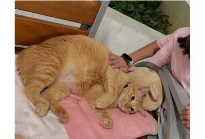 Remembering Garfield: Singapore flat dwellers get council nod for tribute to orange cat allegedly chucked from HDB block