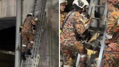 ‘Abang Bomba’ to the rescue: TTDI firemen find time to save cat stuck in flyover (VIDEO)