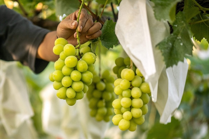 Shine Muscat grapes in Singapore tested and found safe: SFA