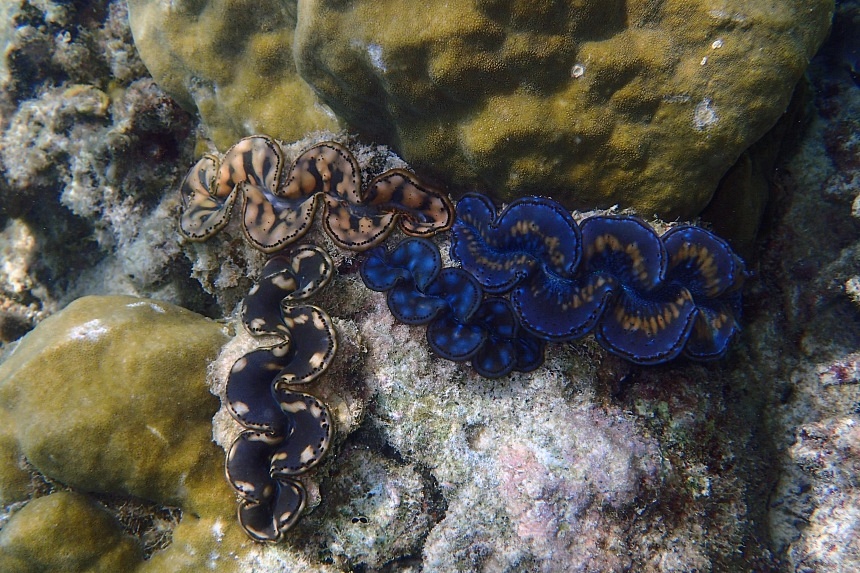 One of S’pore’s three remaining giant clam species has not been seen since 2003: NUS scientist