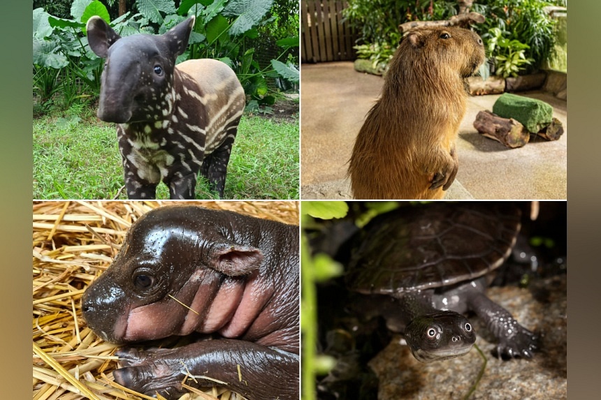 An affectionate tapir, a sassy capybara and a wide-eyed turtle: Meet Singapore’s 10 cutest animals