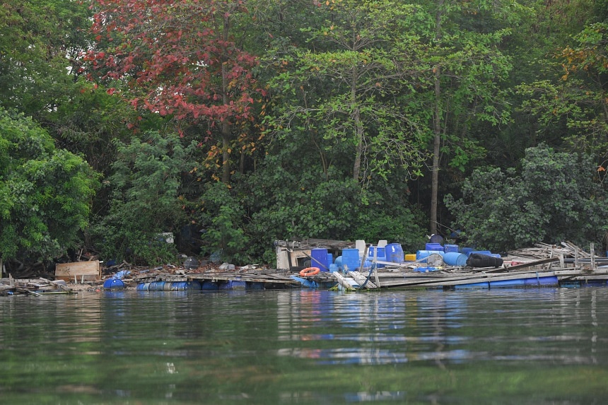 Fish farm structures, wooden planks strewn along shoreline of Pulau Ketam, near Pulau Ubin