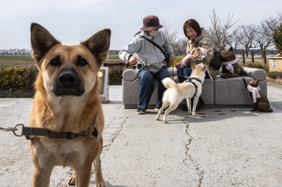 Singapore’s NParks to probe case of dog handler punting Shiba Inu in the face (VIDEO)