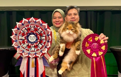 Nine-year-old stray from Malaysia crowned World Champion 2024 at International Cat Show in Norway (VIDEO)