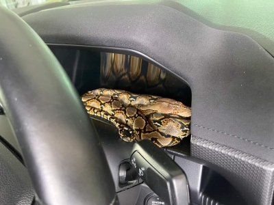 How’s that for a wake-up call? Commuter finds python snuggled on truck dashboard in Labuan