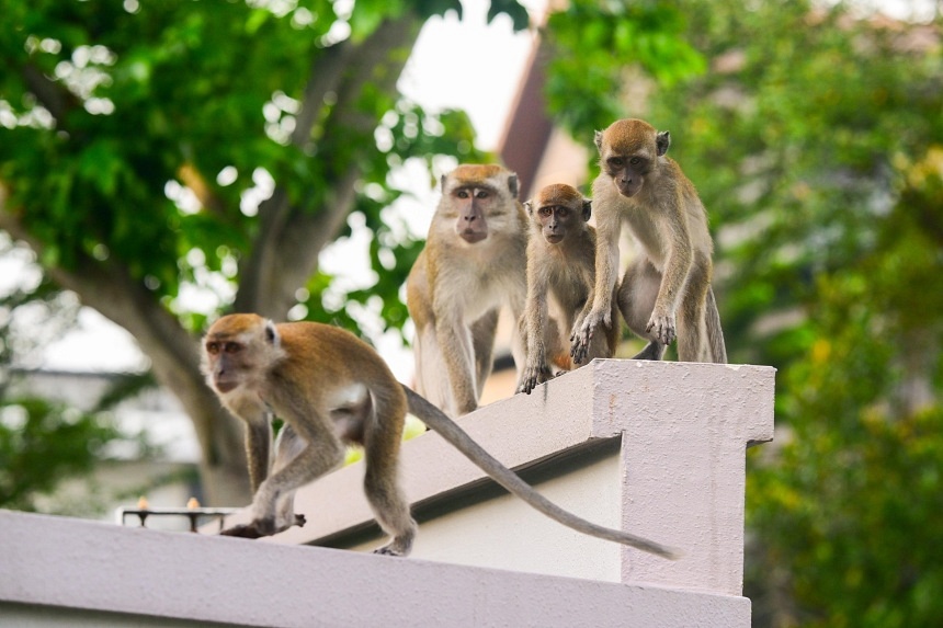 Singapore is a ‘City in Nature’ but do Singaporeans know how to live with wildlife?