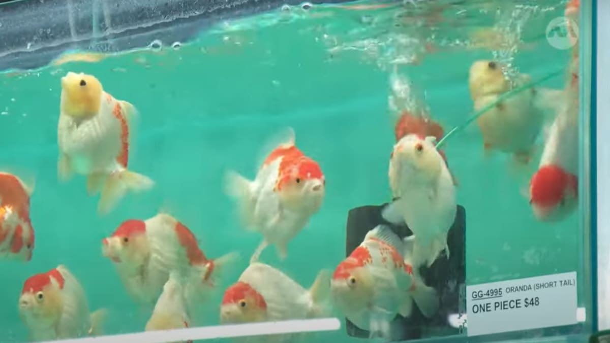 How ornamental fish farms in Singapore are using technology to stay afloat