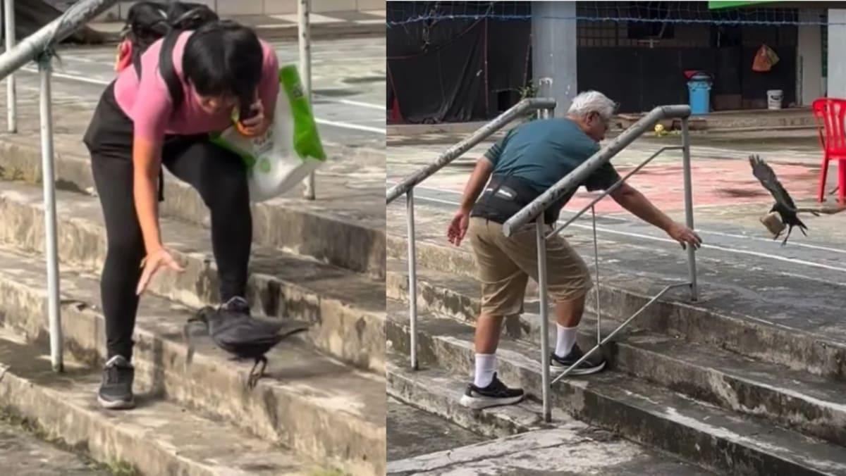 Crow Steals Money In M’sia; Ends Up In Funny Face-Off With 2 People Who Tried To Get The Cash From The Bird