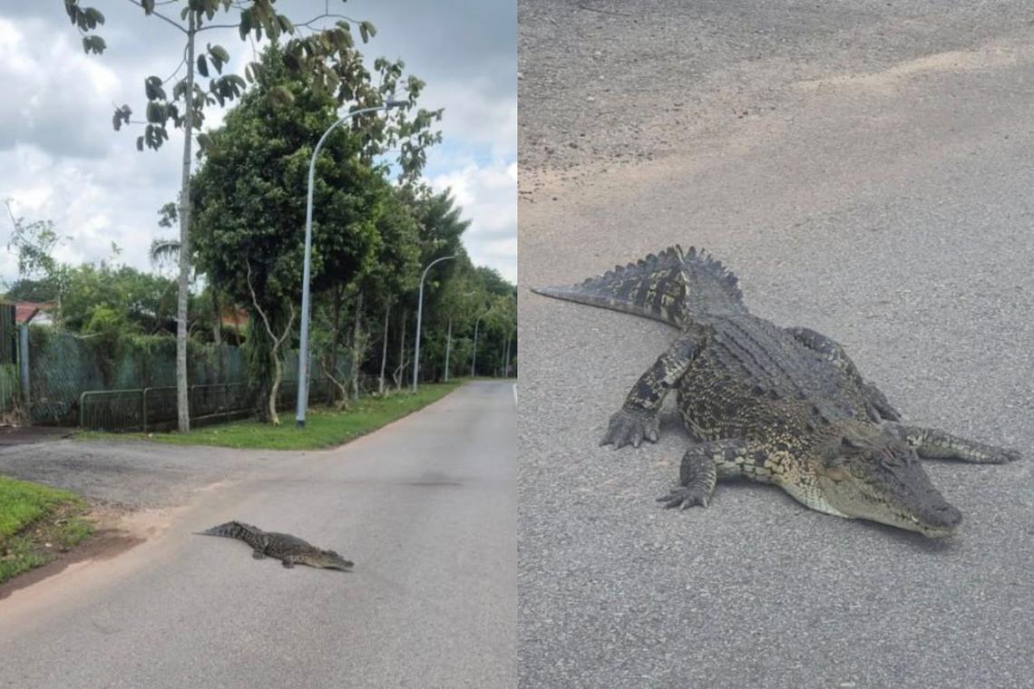 Crocodile spotted on road in Lim Chu Kang