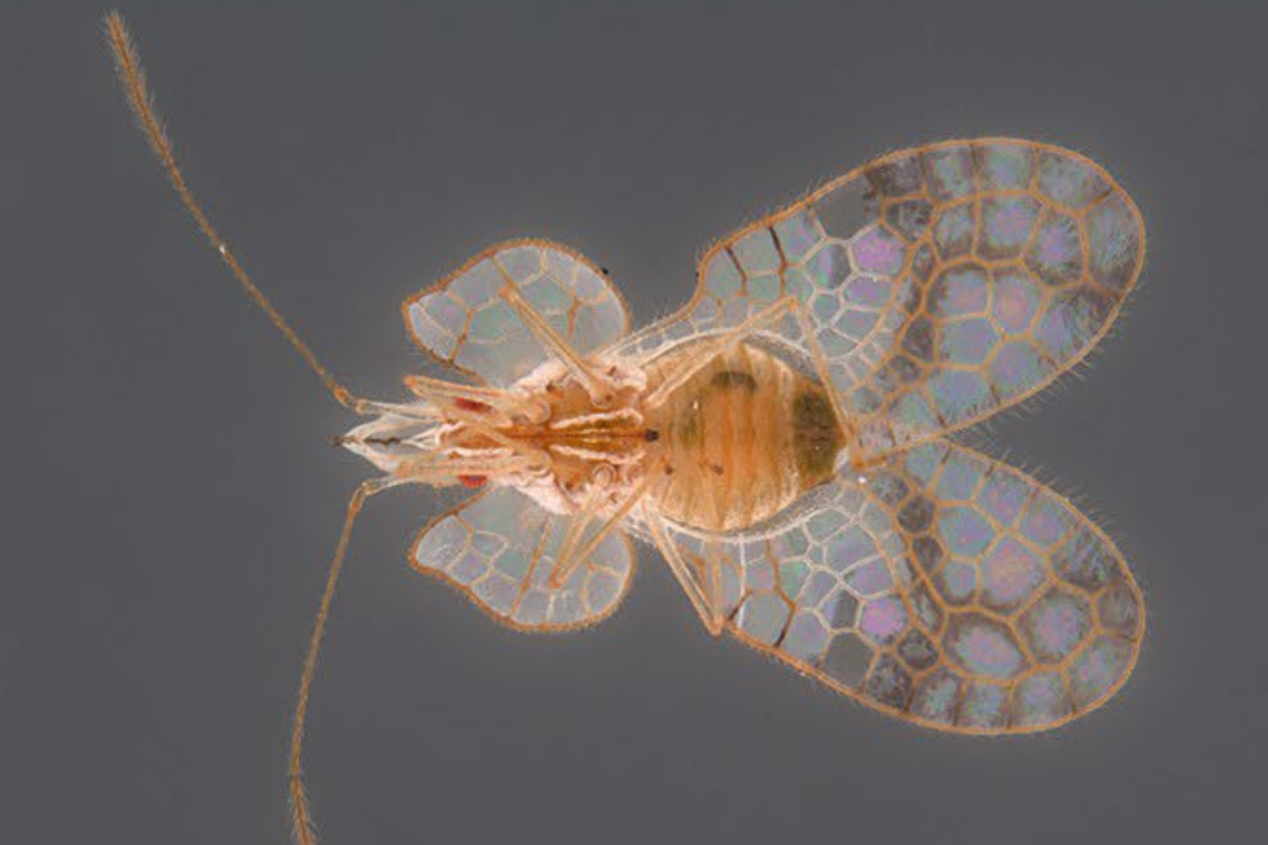 A lace bug, last observed in 1917, rediscovered at S’pore Botanic Gardens