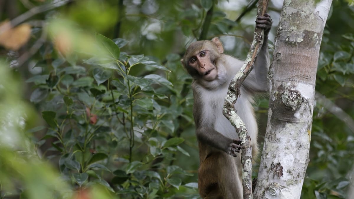 Monkeys in Punggol: 50 trapped by NParks in 2024, majority sterilised