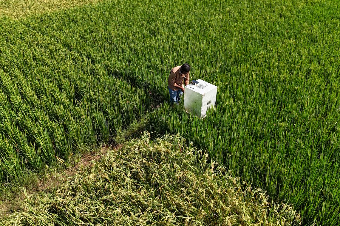 Project by Singapore lab to cultivate rice sustainably wins WEF award