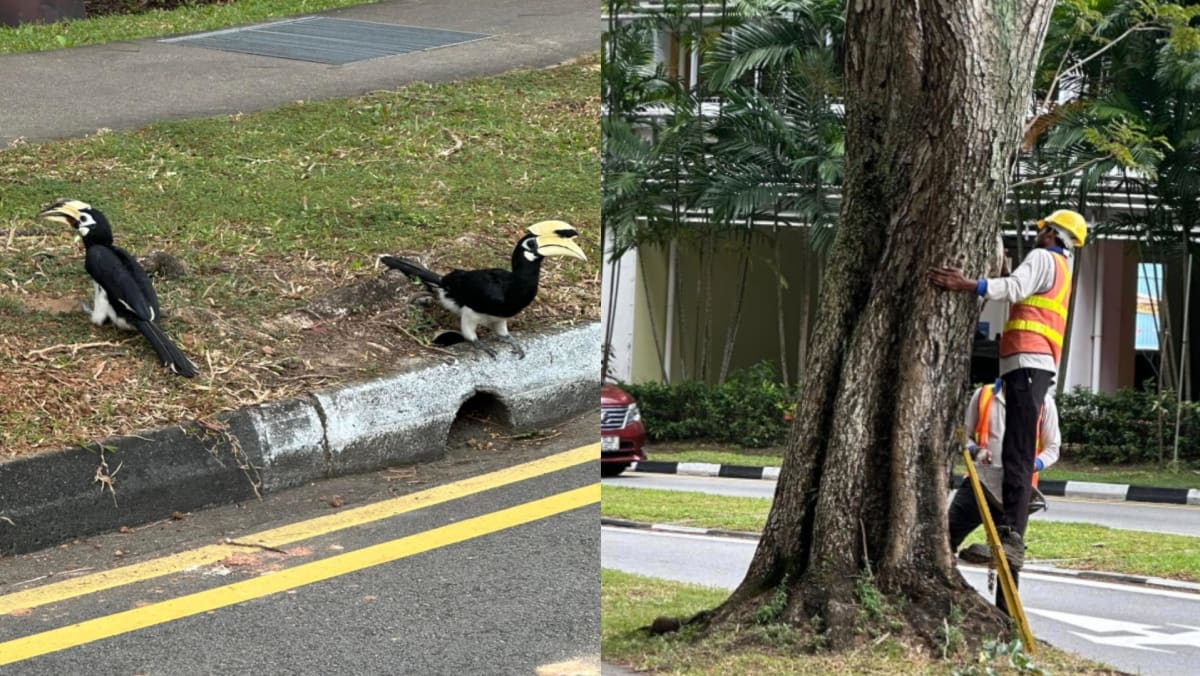 Residents Worried That Hornbills In Serangoon Now Homeless After Their ‘Home’ Gets Sealed Up — Here’s What NParks Told Us