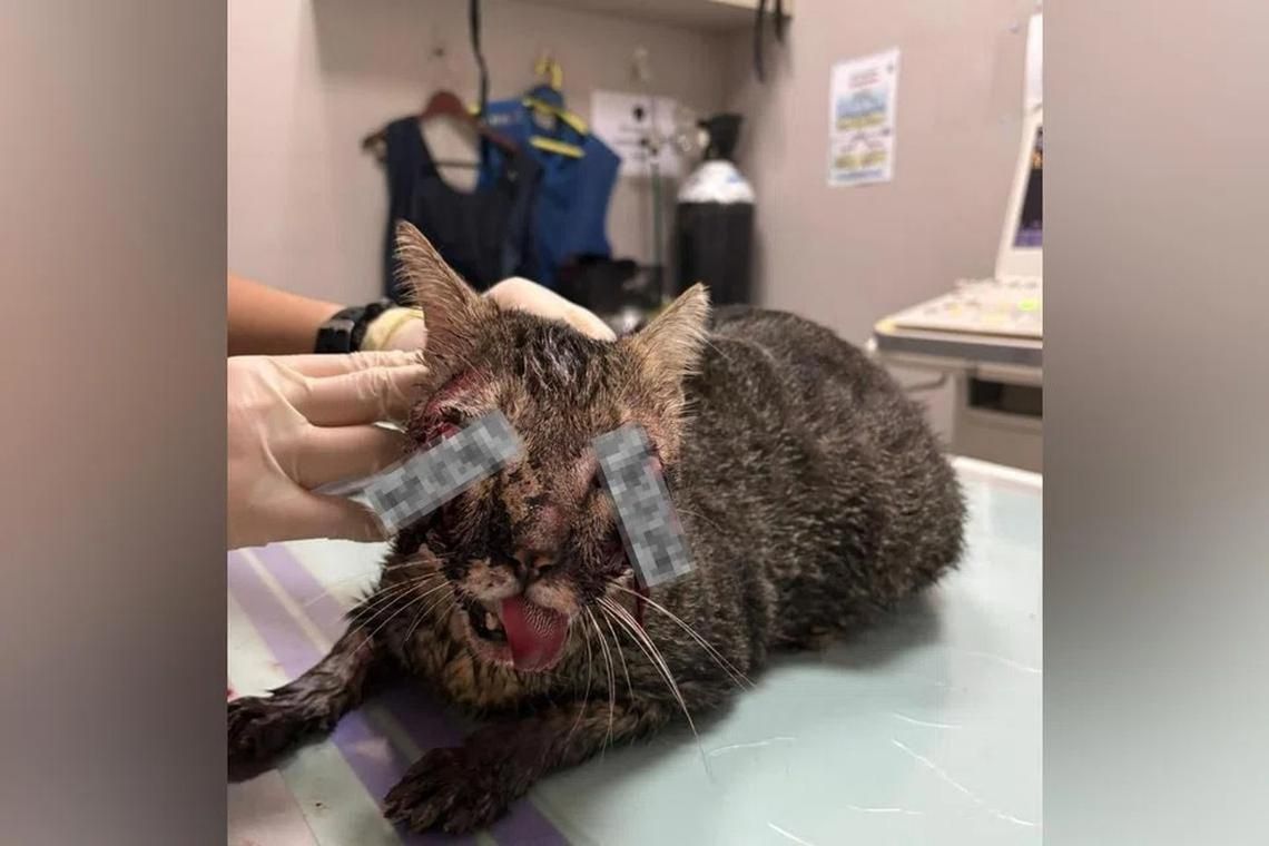 Town Council to work with NParks, animal welfare groups to raise awareness after Punggol cat death: DPM Gan