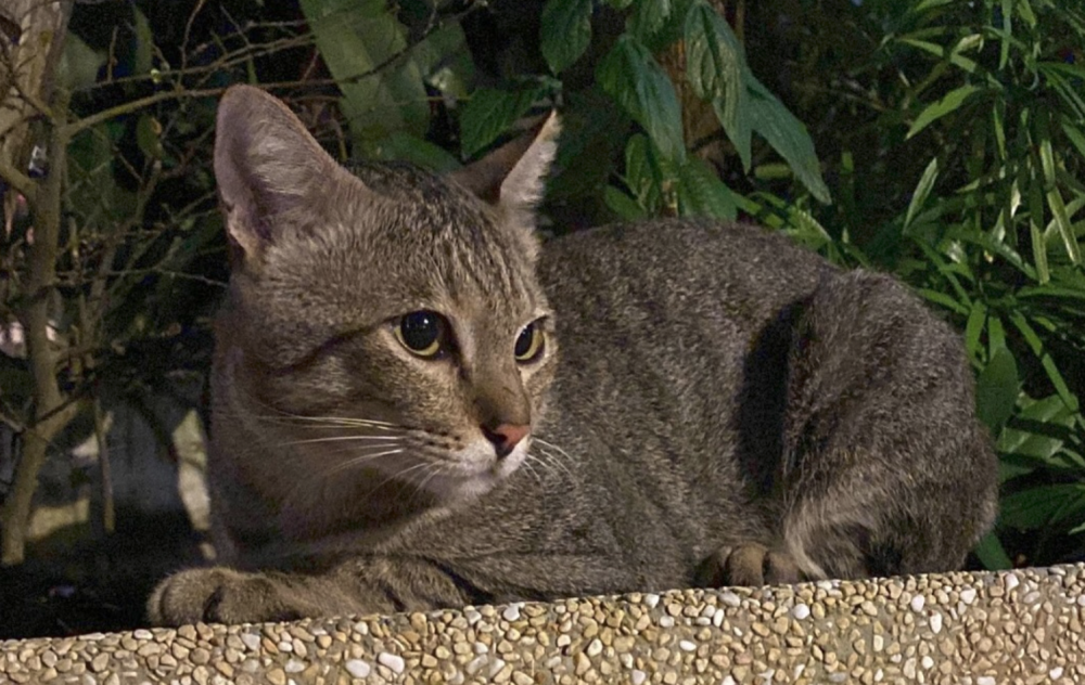 Cat abuse cases in Singapores’s Punggol and Yishun lead to calls for stricter action