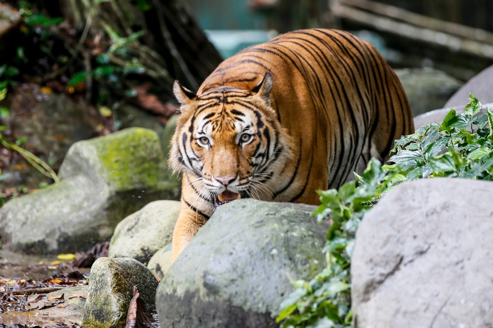 Villagers in Jeli urged to report wildlife sightings after tiger tracks discovery