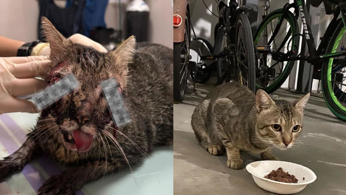 NParks investigating suspected animal cruelty case after death of Punggol cat