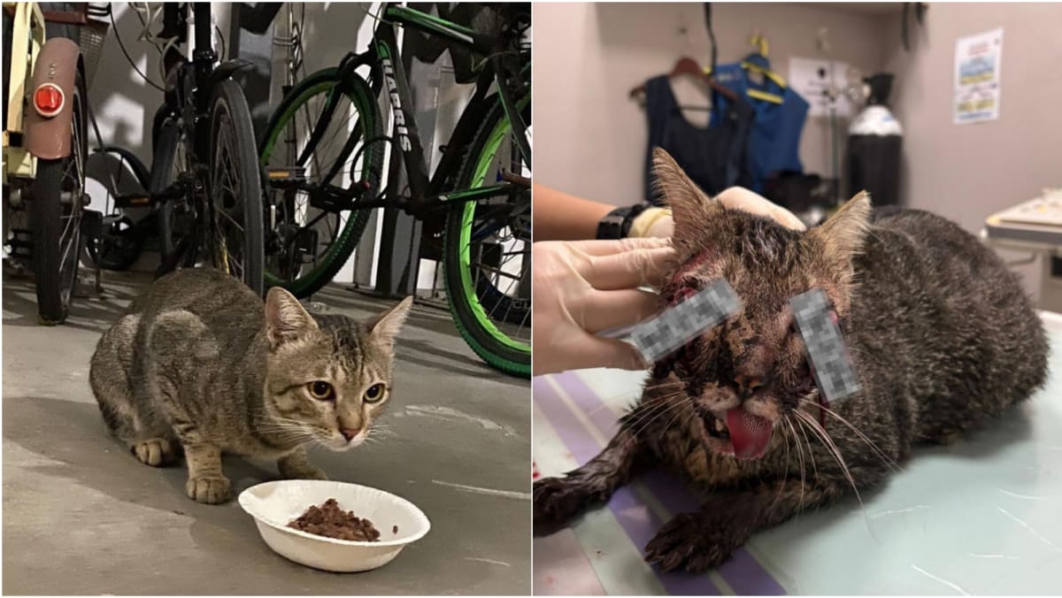 Punggol cat death: NParks says no evidence of deliberate act of cruelty, injuries likely from traffic accident